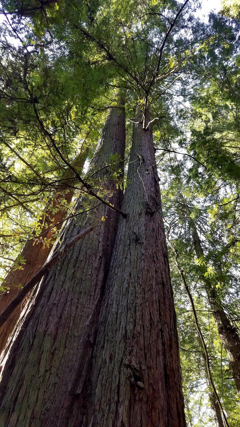 Looking up along tall coast redwood trunks into the leafy canopy at LandPaths Grove of Old Trees in California