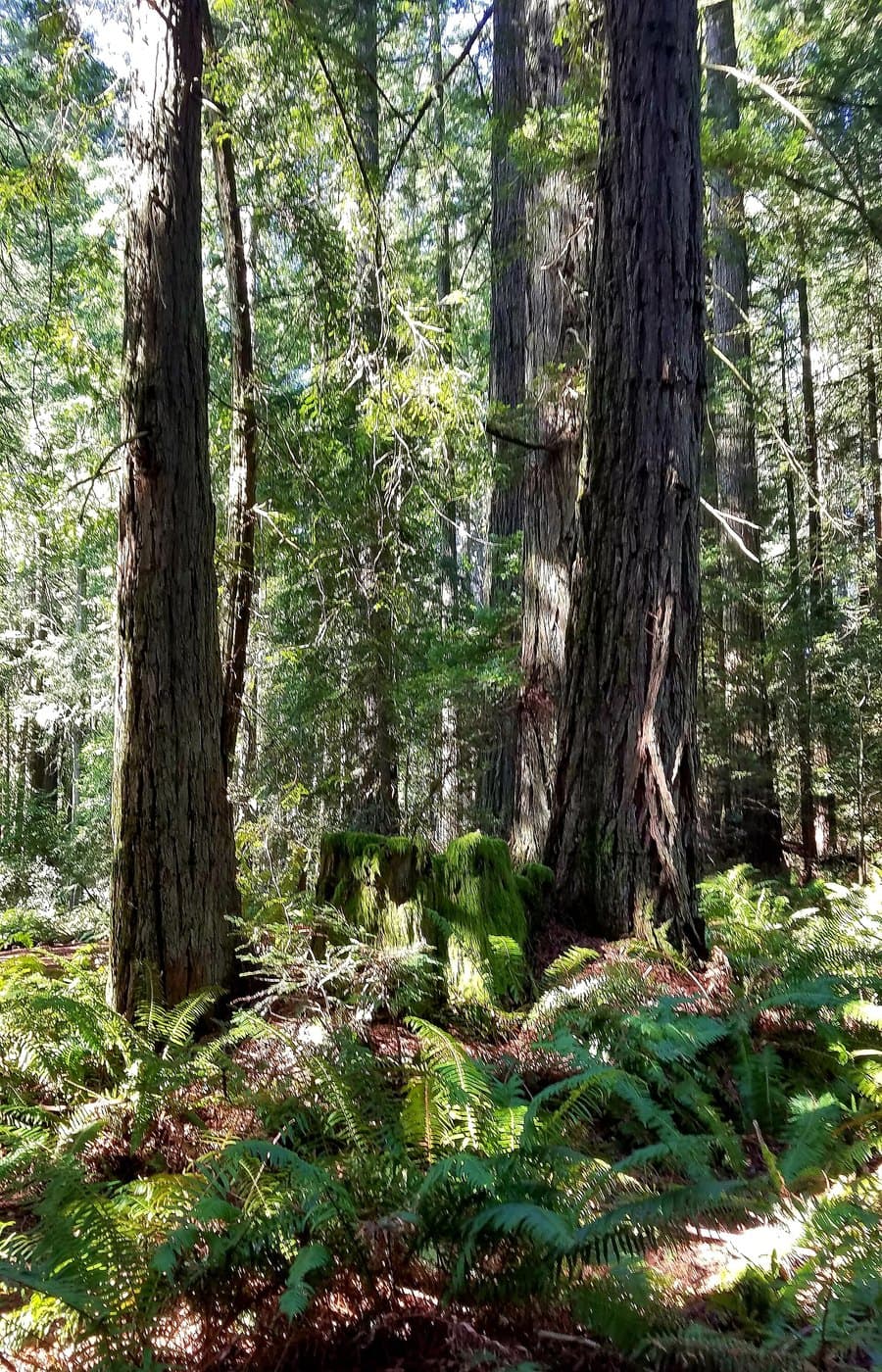 A stand of coast redwoods growing among ferns at LandPaths Grove of Old Trees in California