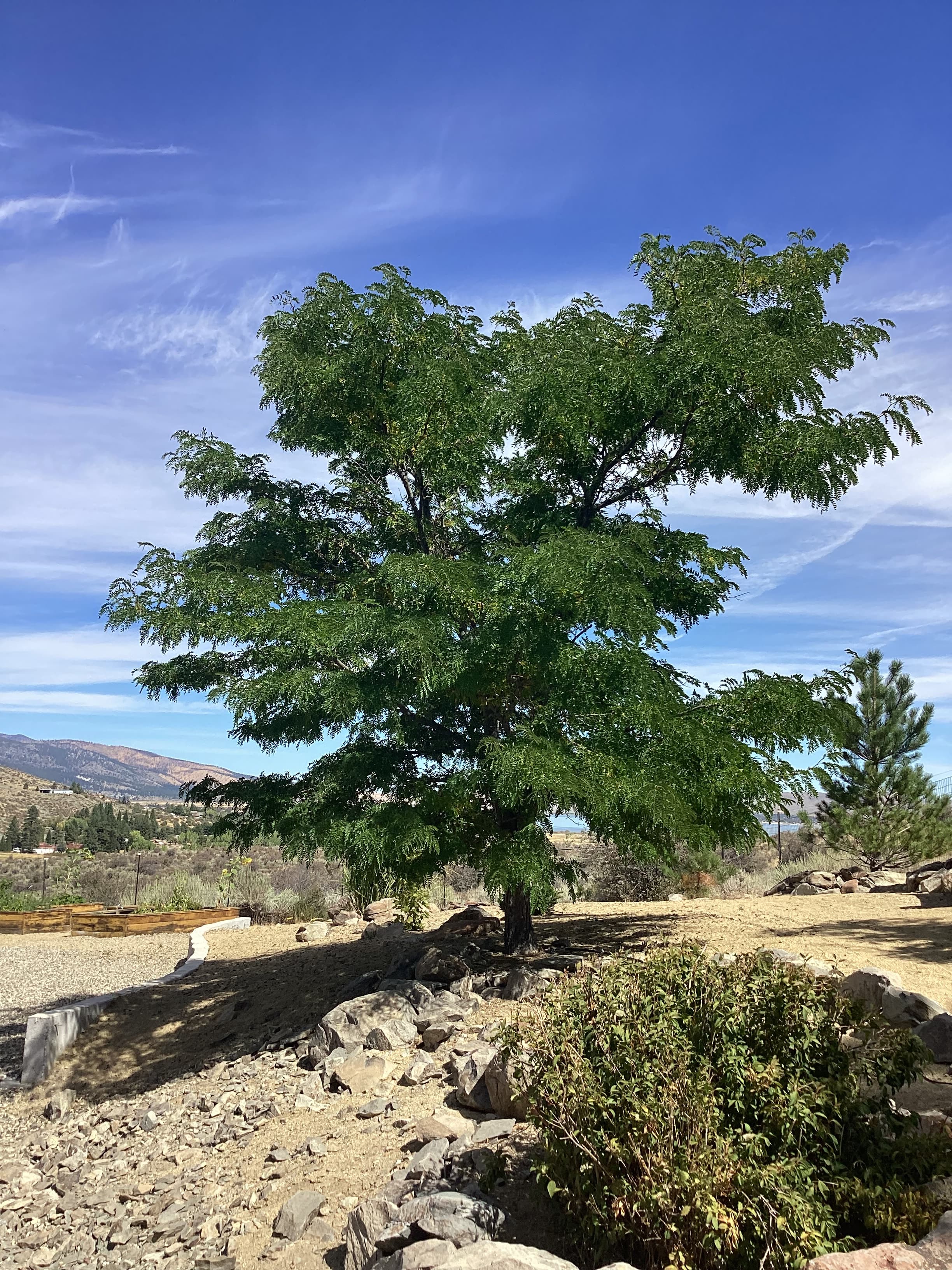 A pine tree in a Reno-area foothill yard framed by broadleaf branches