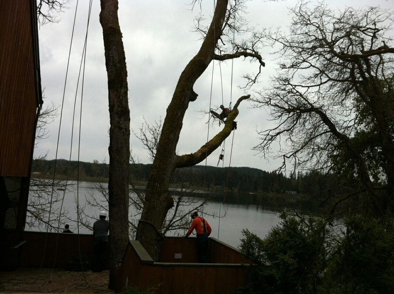 Arborist working in the canopy of a tree beside a lake